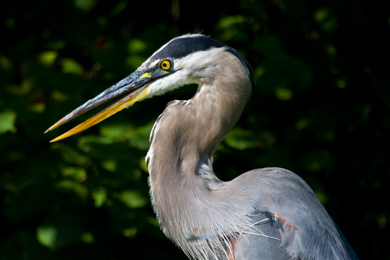 Great Blue Heron